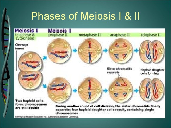 Phases of Meiosis I & II 