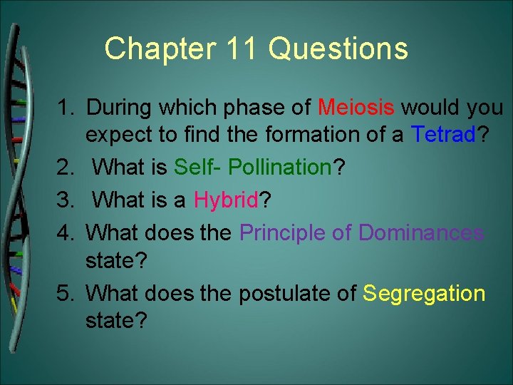 Chapter 11 Questions 1. During which phase of Meiosis would you expect to find