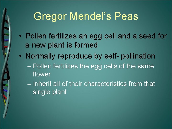 Gregor Mendel’s Peas • Pollen fertilizes an egg cell and a seed for a