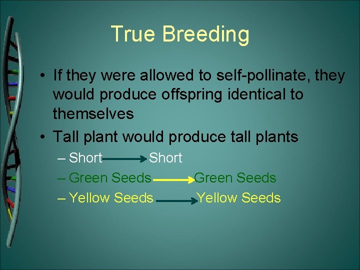 True Breeding • If they were allowed to self-pollinate, they would produce offspring identical