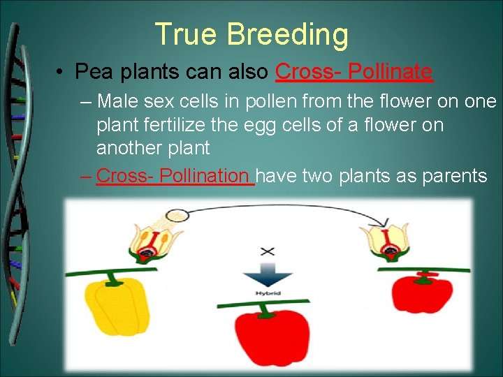 True Breeding • Pea plants can also Cross- Pollinate – Male sex cells in