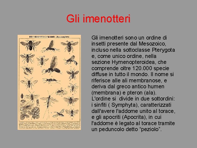 Gli imenotteri sono un ordine di insetti presente dal Mesozoico, incluso nella sottoclasse Pterygota