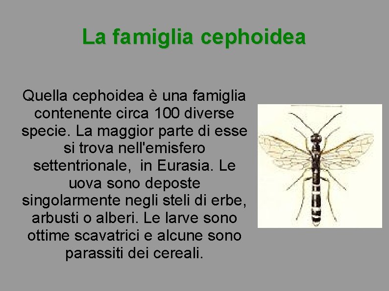 La famiglia cephoidea Quella cephoidea è una famiglia contenente circa 100 diverse specie. La