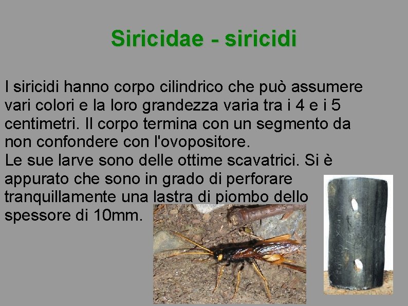 Siricidae - siricidi I siricidi hanno corpo cilindrico che può assumere vari colori e