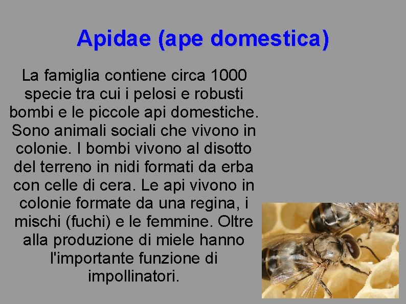 Apidae (ape domestica) La famiglia contiene circa 1000 specie tra cui i pelosi e