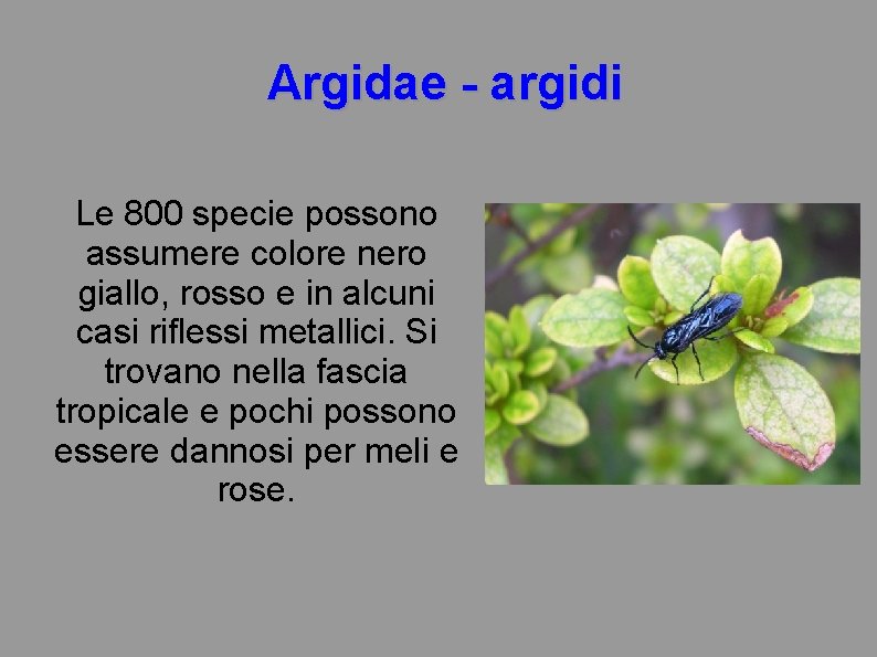 Argidae - argidi Le 800 specie possono assumere colore nero giallo, rosso e in