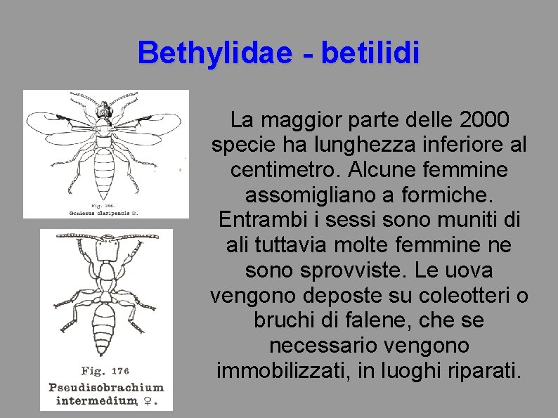 Bethylidae - betilidi La maggior parte delle 2000 specie ha lunghezza inferiore al centimetro.