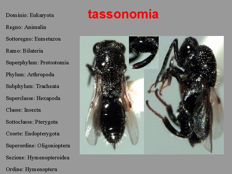 Dominio: Eukaryota Regno: Animalia Sottoregno: Eumetazoa Ramo: Bilateria Superphylum: Protostomia Phylum: Arthropoda Subphylum: Tracheata