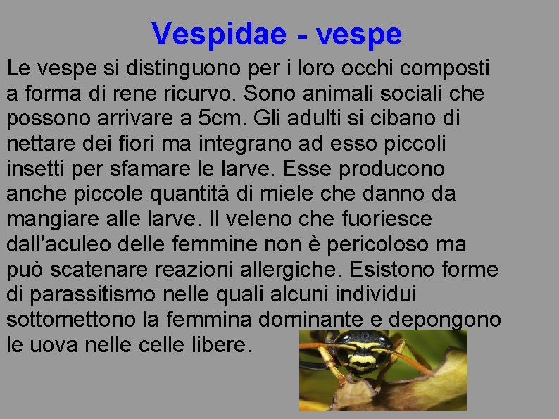 Vespidae - vespe Le vespe si distinguono per i loro occhi composti a forma