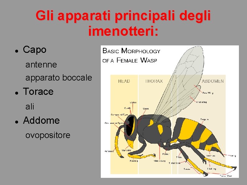 Gli apparati principali degli imenotteri: Capo antenne apparato boccale Torace ali Addome ovopositore 