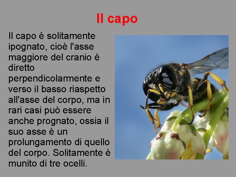 Il capo è solitamente ipognato, cioè l'asse maggiore del cranio è diretto perpendicolarmente e