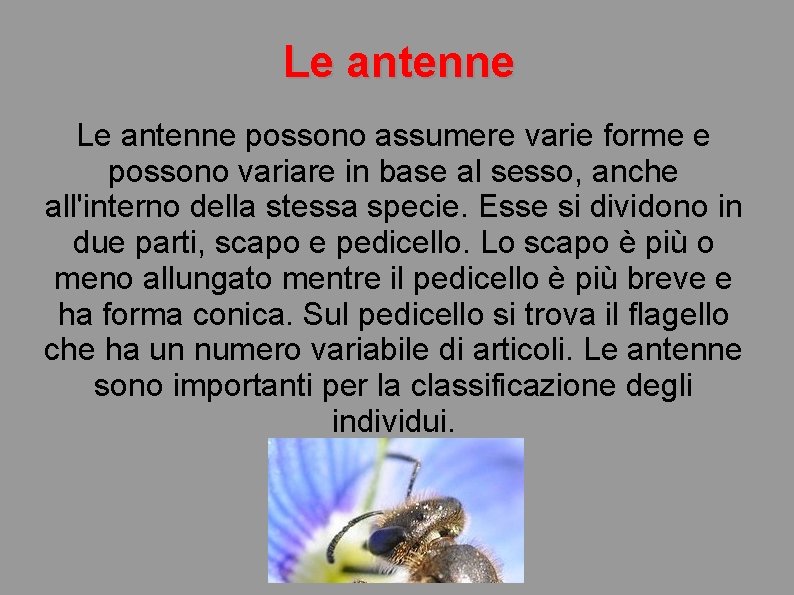 Le antenne possono assumere varie forme e possono variare in base al sesso, anche