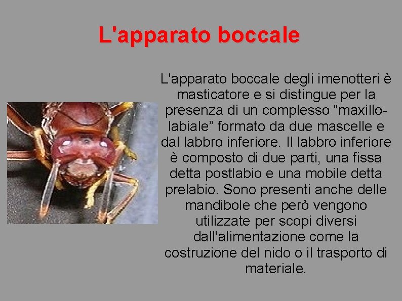 L'apparato boccale degli imenotteri è masticatore e si distingue per la presenza di un