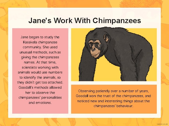 Jane's Work With Chimpanzees Jane began to study the Kasakela chimpanzee community. She used