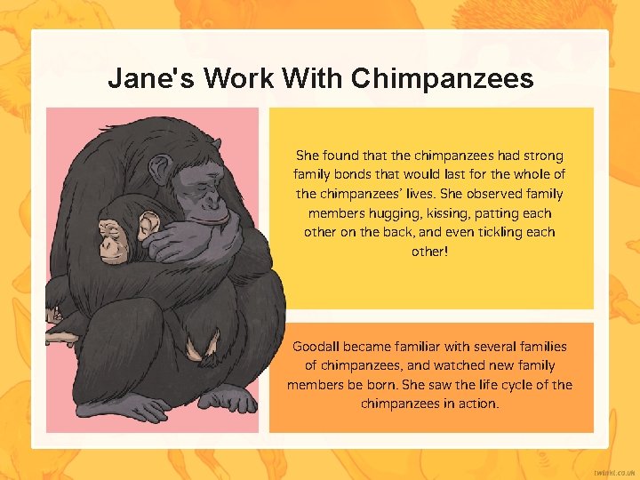 Jane's Work With Chimpanzees She found that the chimpanzees had strong family bonds that