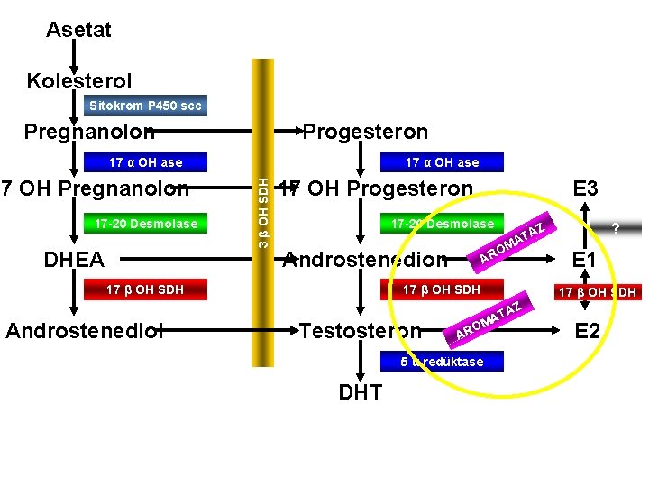 Asetat Kolesterol Sitokrom P 450 scc Progesteron Pregnanolon 17 OH Pregnanolon 17 -20 Desmolase