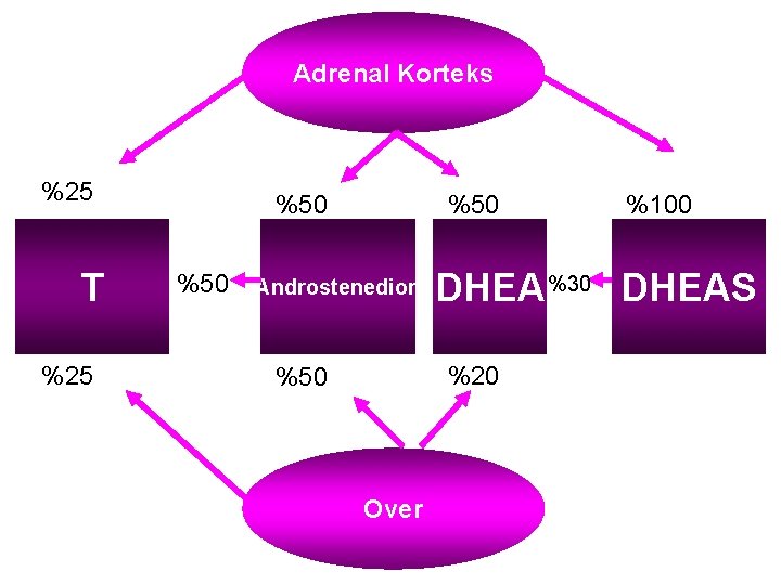 Adrenal Korteks %25 T %25 %50 %50 Androstenedion DHEA %30 DHEAS %20 %50 Over