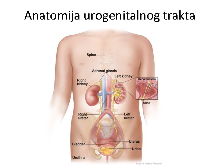 Anatomija urogenitalnog trakta 