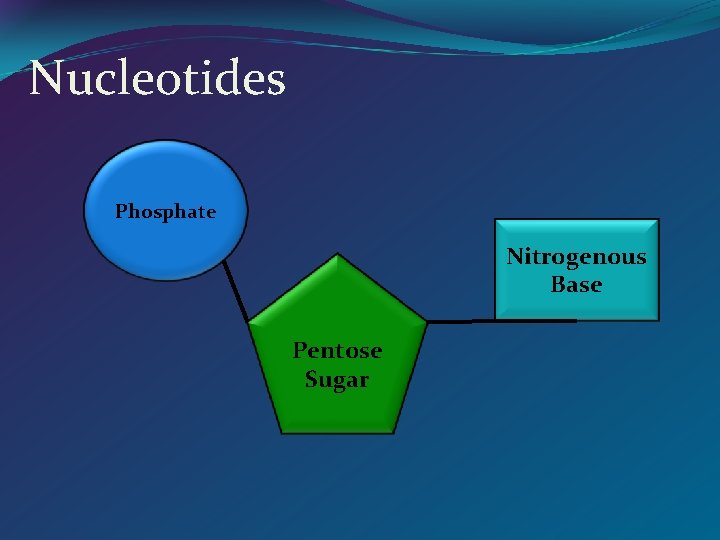 Nucleotides Phosphate Nitrogenous Base Pentose Sugar 