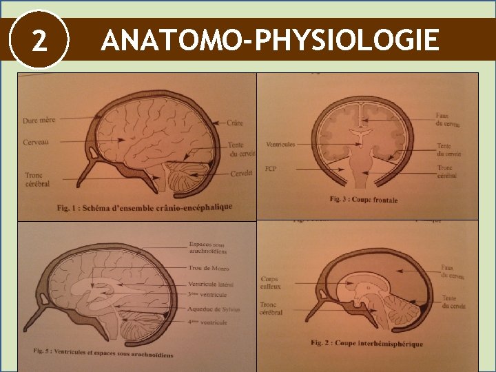 2 ANATOMO-PHYSIOLOGIE 