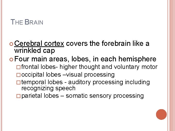 THE BRAIN Cerebral cortex covers the forebrain like a wrinkled cap Four main areas,