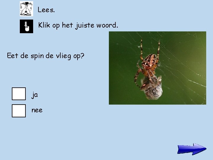 Lees. Klik op het juiste woord. Eet de spin de vlieg op? ja nee