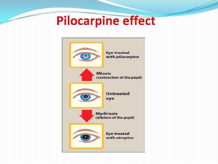 Pilocarpine effect 