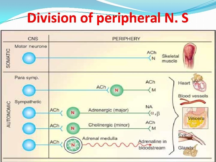 Division of peripheral N. S 