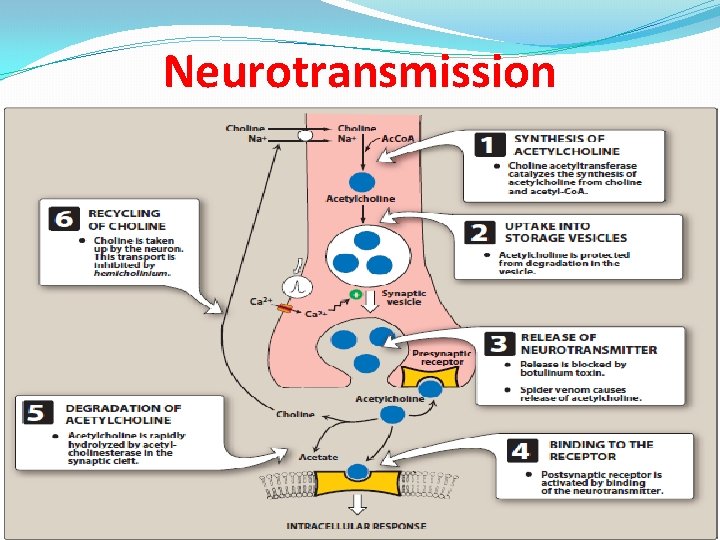 Neurotransmission 