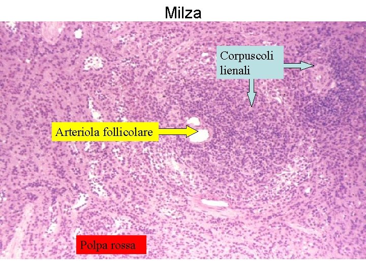 Milza Corpuscoli lienali Arteriola follicolare Polpa rossa 