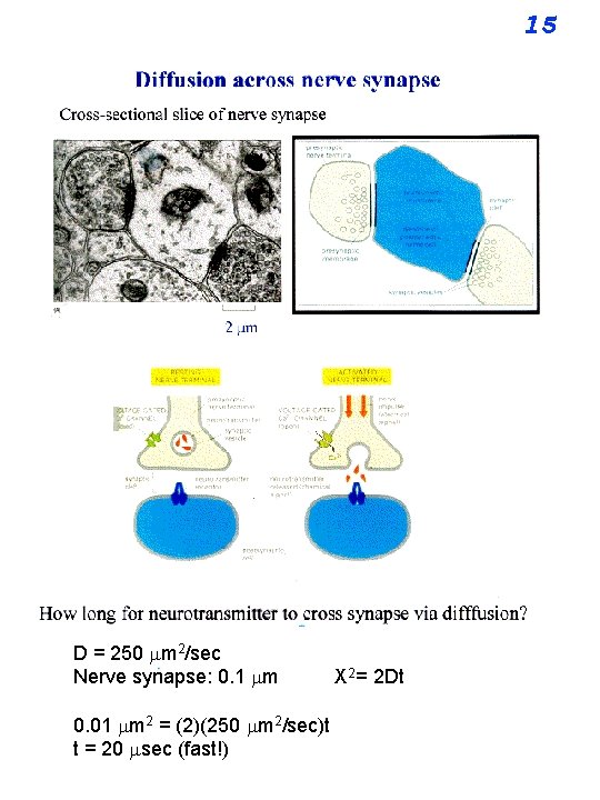 D = 250 mm 2/sec Nerve synapse: 0. 1 mm 0. 01 mm 2