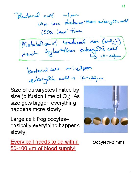 Size of eukaryotes limited by size (diffusion time of O 2). As size gets