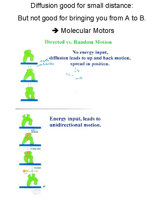 Diffusion good for small distance: But not good for bringing you from A to