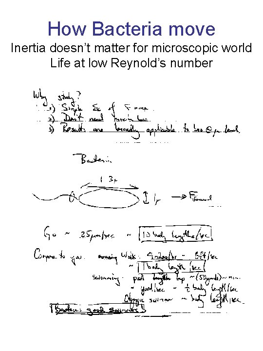 How Bacteria move Inertia doesn’t matter for microscopic world Life at low Reynold’s number