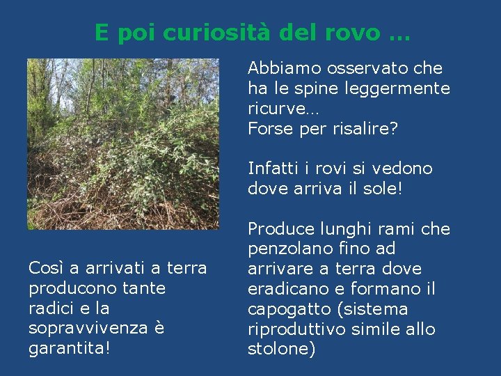 E poi curiosità del rovo … Abbiamo osservato che ha le spine leggermente ricurve…