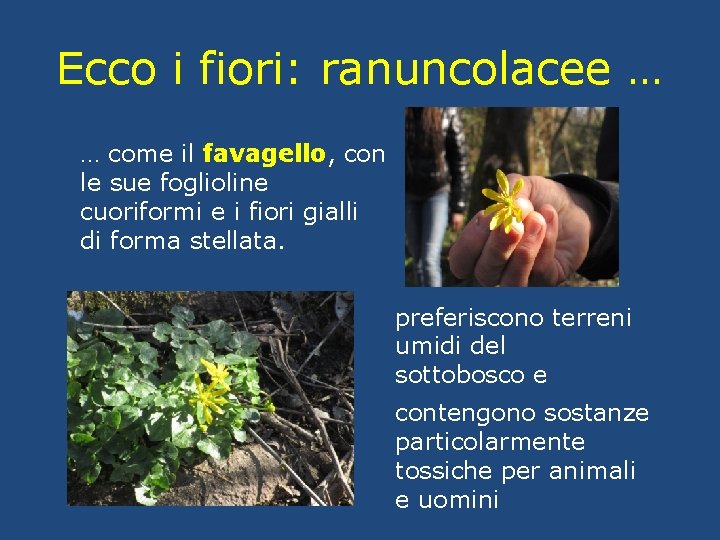 Ecco i fiori: ranuncolacee … … come il favagello, con le sue foglioline cuoriformi