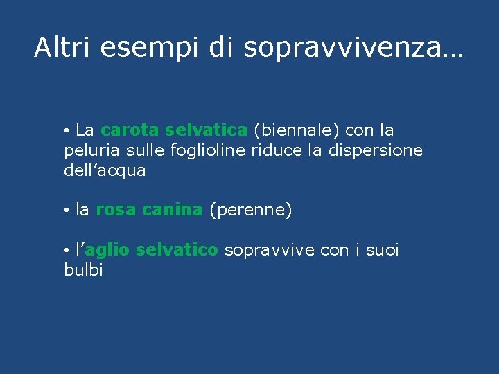 Altri esempi di sopravvivenza… • La carota selvatica (biennale) con la peluria sulle foglioline