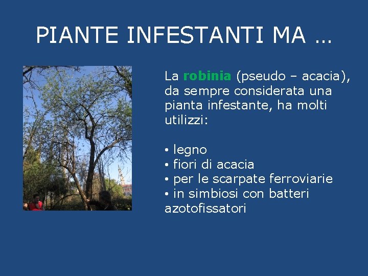 PIANTE INFESTANTI MA … La robinia (pseudo – acacia), da sempre considerata una pianta