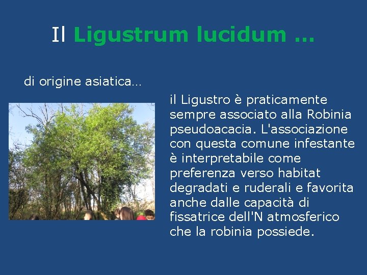 Il Ligustrum lucidum … di origine asiatica… il Ligustro è praticamente sempre associato alla