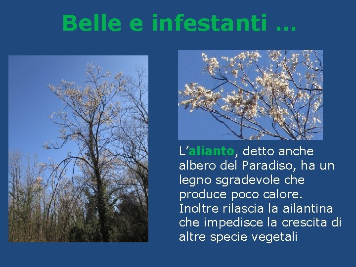 Belle e infestanti … L’alianto, detto anche albero del Paradiso, ha un legno sgradevole