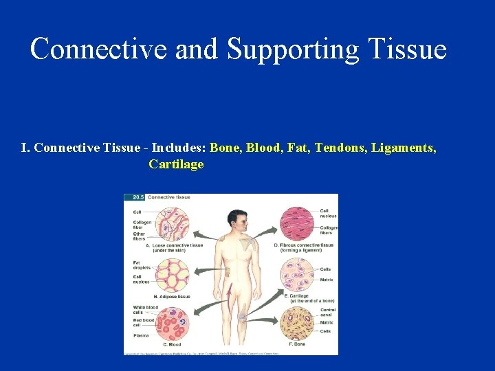 Connective and Supporting Tissue I. Connective Tissue - Includes: Bone, Blood, Fat, Tendons, Ligaments,