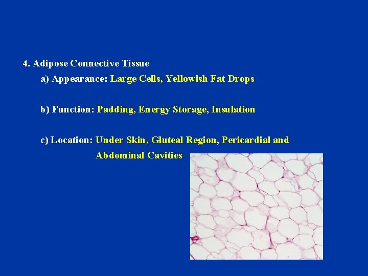 4. Adipose Connective Tissue a) Appearance: Large Cells, Yellowish Fat Drops b) Function: Padding,