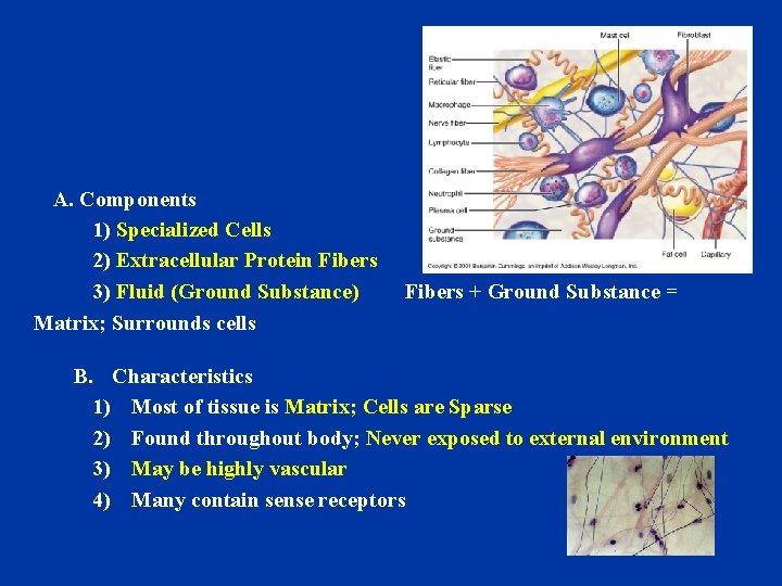 A. Components 1) Specialized Cells 2) Extracellular Protein Fibers 3) Fluid (Ground Substance) Matrix;