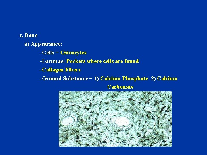 c. Bone a) Appearance: -Cells = Osteocytes -Lacunae: Pockets where cells are found -Collagen