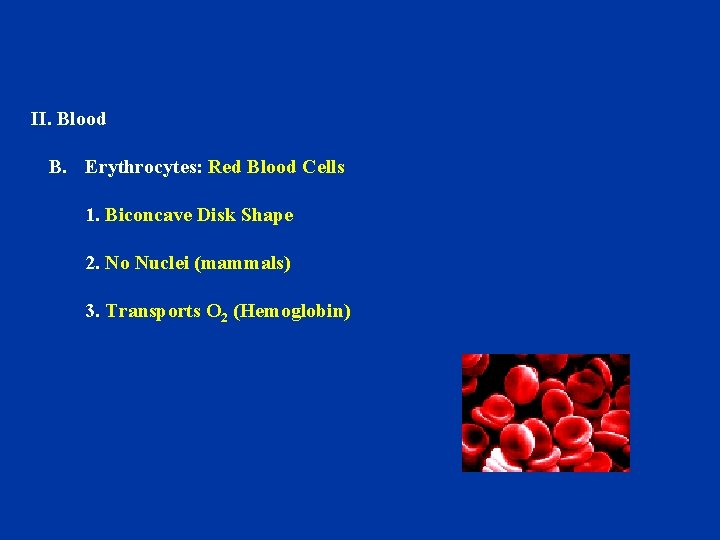 II. Blood B. Erythrocytes: Red Blood Cells 1. Biconcave Disk Shape 2. No Nuclei