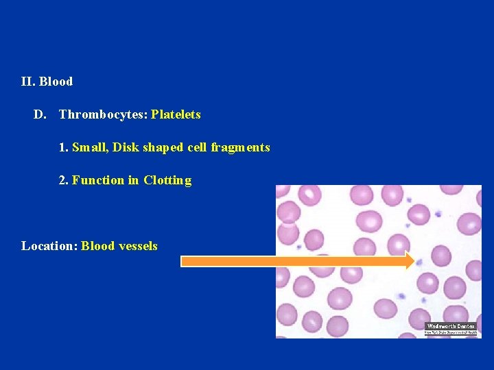 II. Blood D. Thrombocytes: Platelets 1. Small, Disk shaped cell fragments 2. Function in