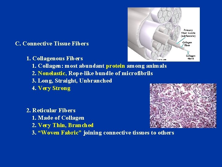 C. Connective Tissue Fibers 1. Collagenous Fibers 1. Collagen: most abundant protein among animals