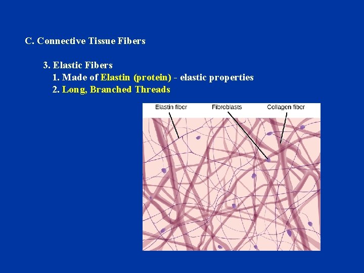 C. Connective Tissue Fibers 3. Elastic Fibers 1. Made of Elastin (protein) - elastic