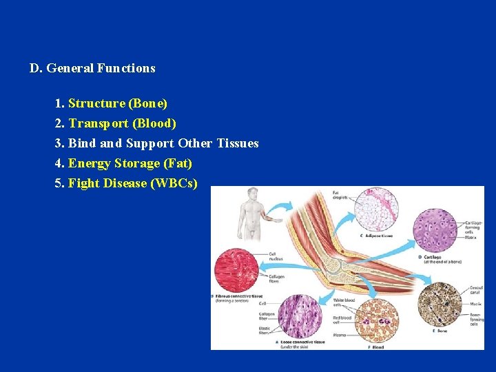 D. General Functions 1. Structure (Bone) 2. Transport (Blood) 3. Bind and Support Other