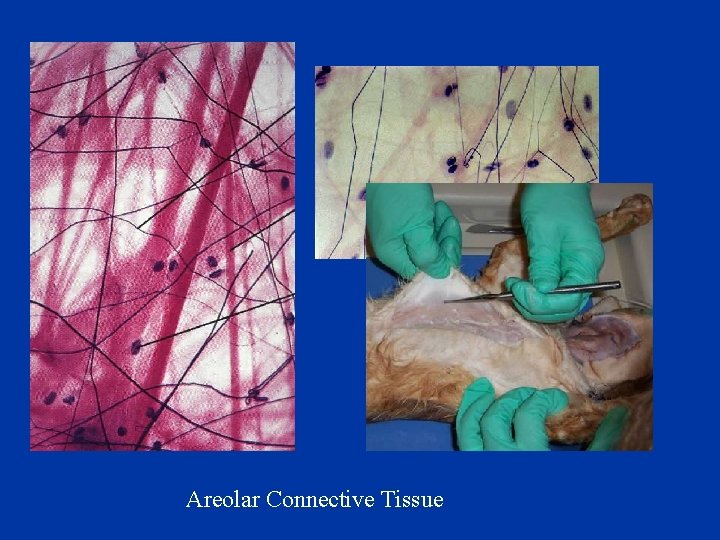 Areolar Connective Tissue 